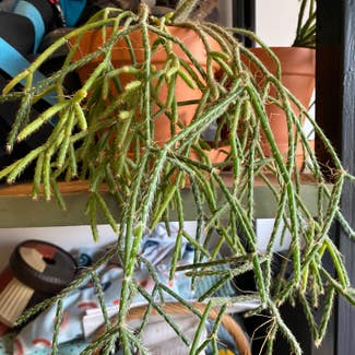Hairy Stemmed Rhipsalis plant in Somewhere on Earth