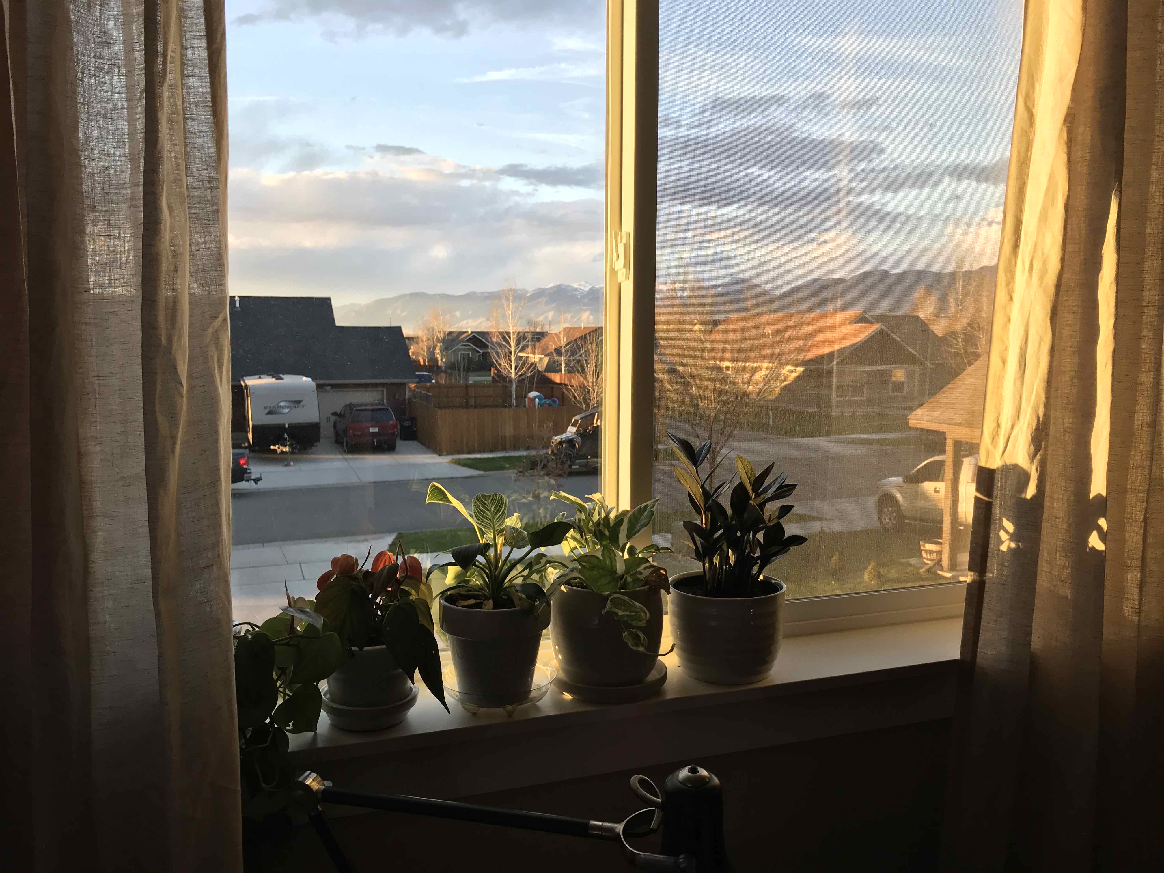 Multiple potted plants on a windowsill, including a Raven ZZ Plant, receiving natural light.