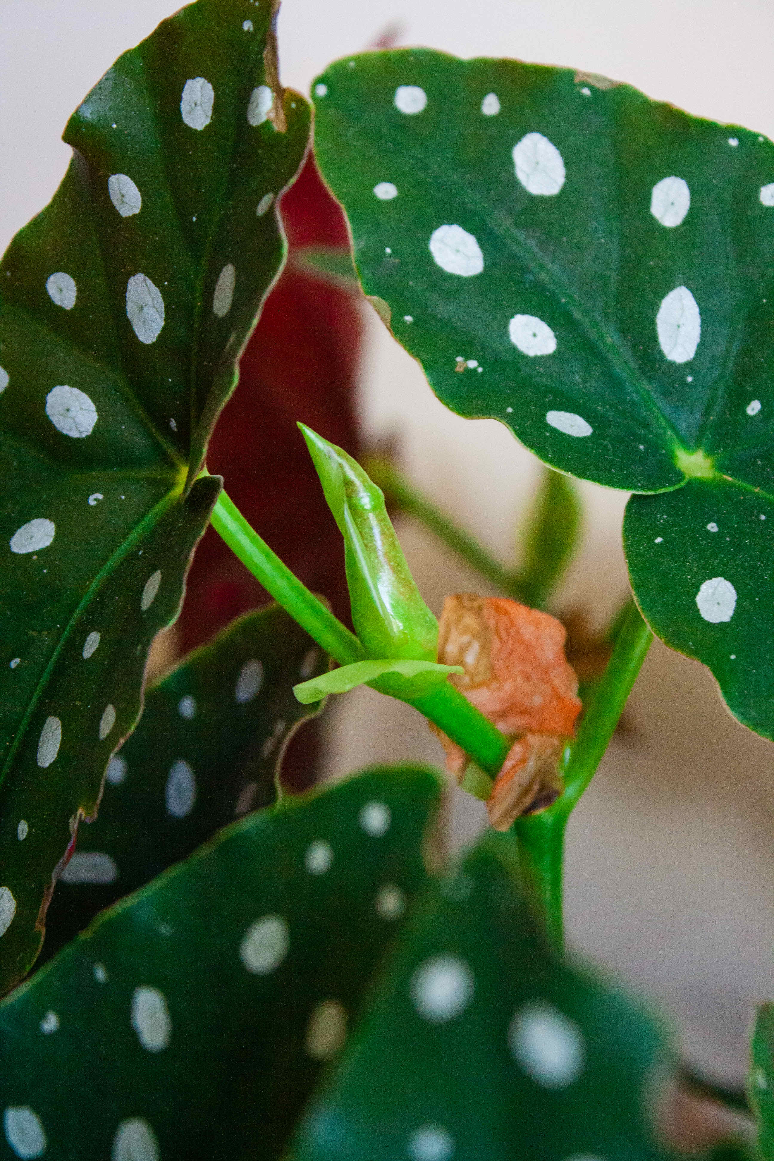 Polka Dot Begonia with white spots on dark green leaves and some browning.