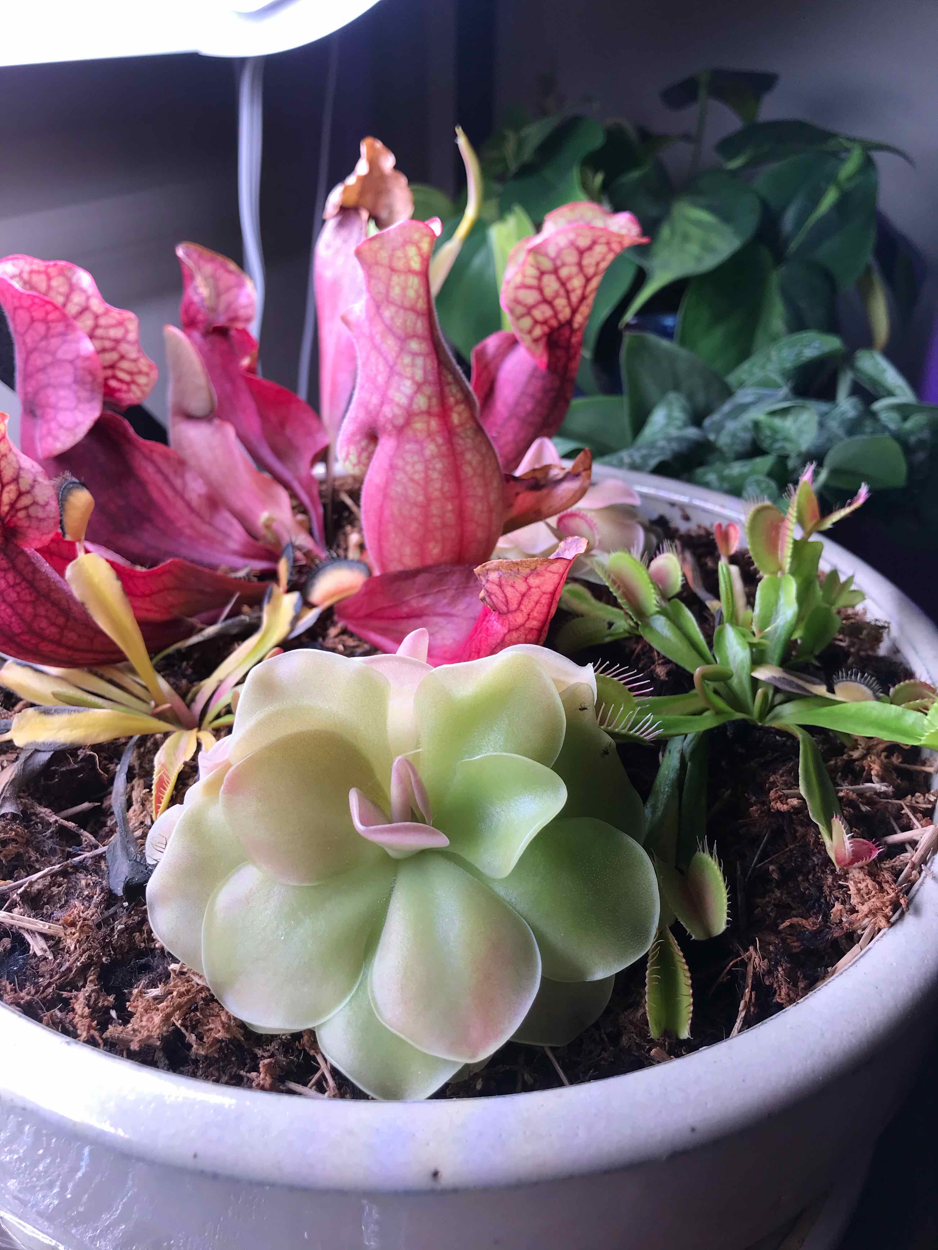 Purple Pitcher Plant in a pot with other plants, well-framed and in focus.