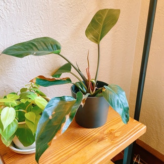 Philodendron 'Red Congo' plant in Appleton, Wisconsin