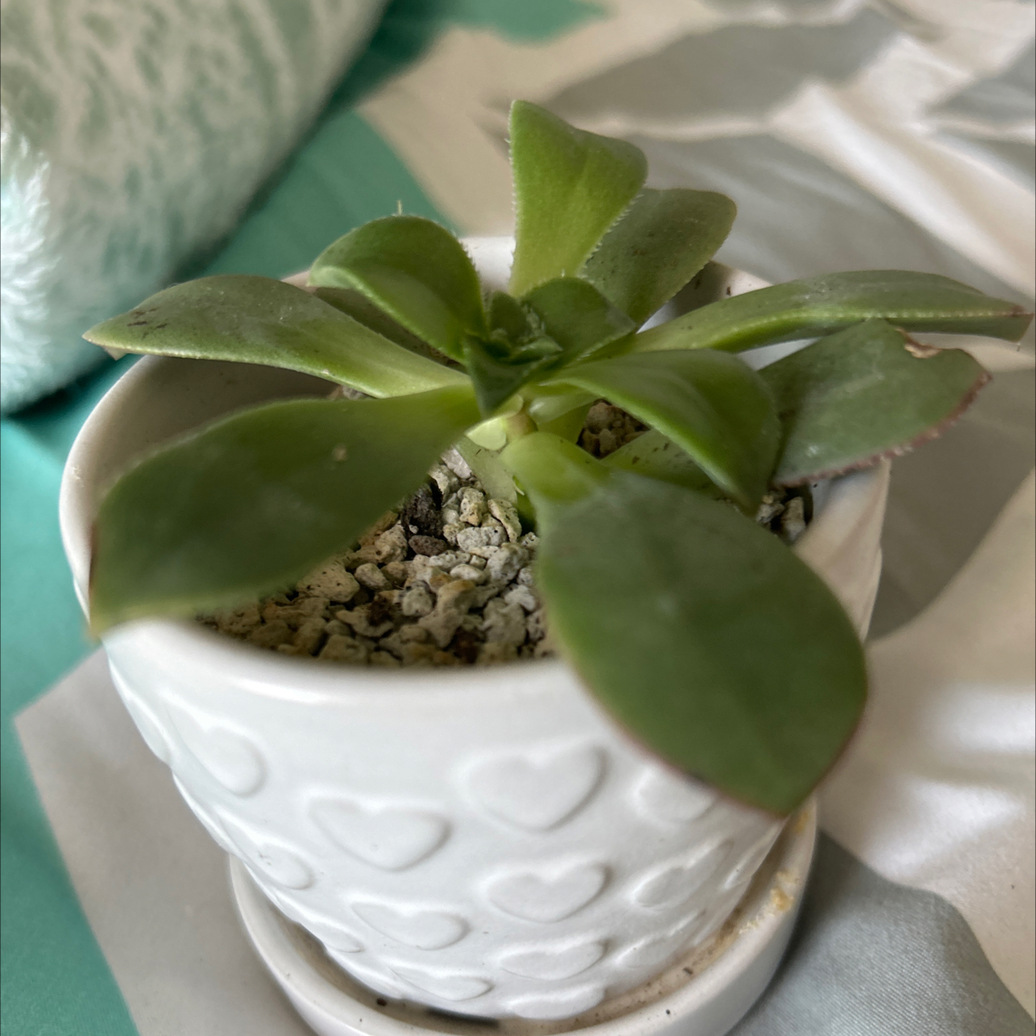 Kiwi Aeonium plant in a white pot with heart patterns, healthy green leaves.