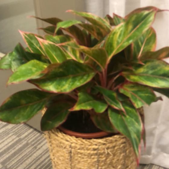 Photo of the plant species Agloanema 'Harlequin' by @HelperHeather named Heritage Plant on Greg, the plant care app