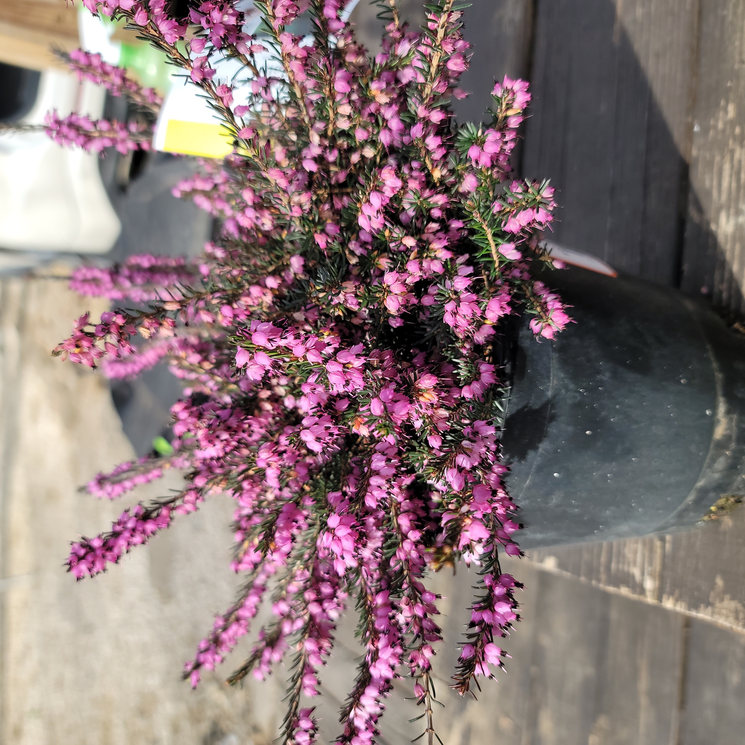 Photo of the plant species Winter Heath 'Darley Dale' by @SuaveRosemoss named Red on Greg, the plant care app
