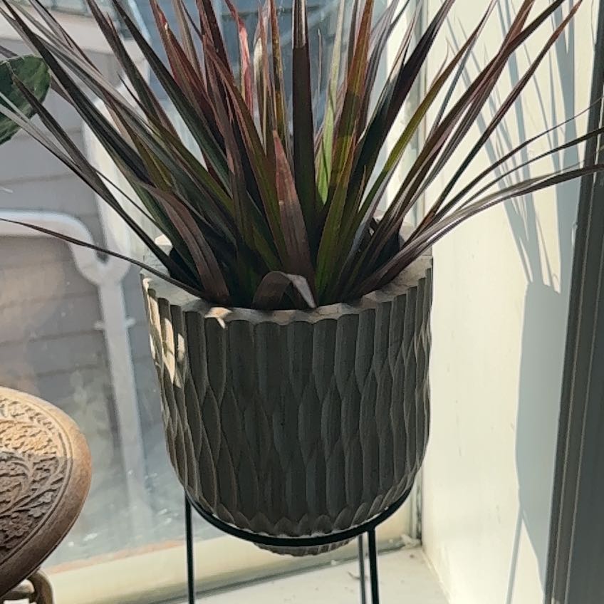 Photo of the plant species marginata cane by @Cabe named Leonardo on Greg, the plant care app