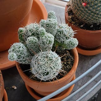 thimble cactus plant in Arlington, Virginia