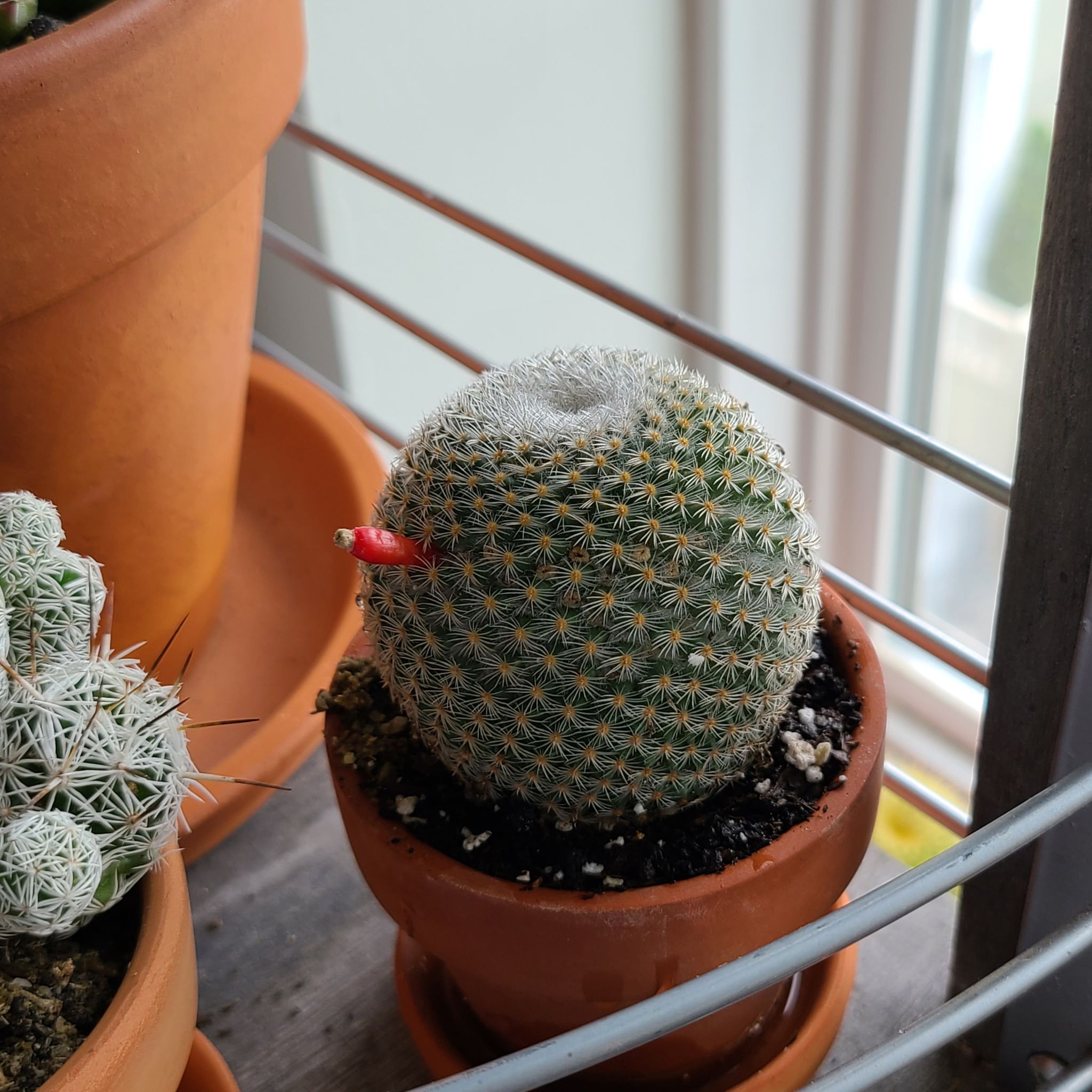 New round guy
