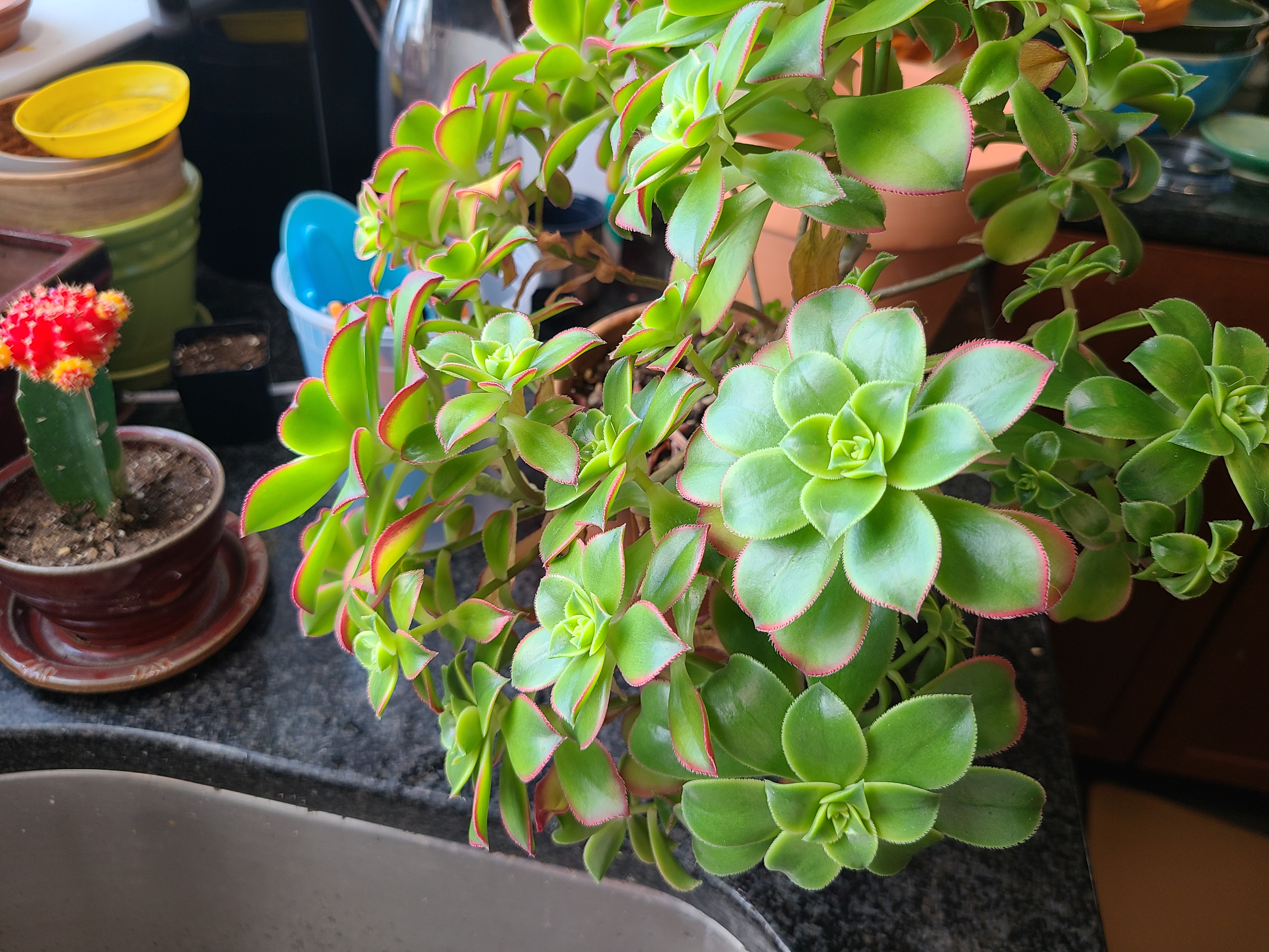Aeonium 'Kiwi' plant with healthy green leaves and red edges near a kitchen sink.