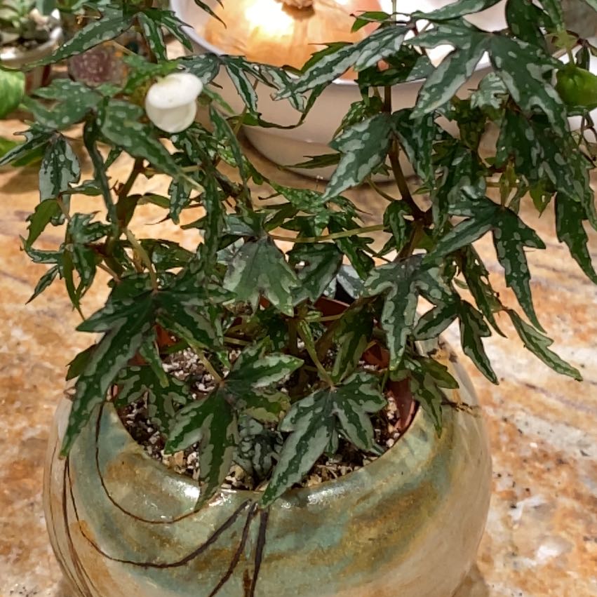 Photo of the plant species Begonia Tweedle Dee by @erinly named Carol on Greg, the plant care app