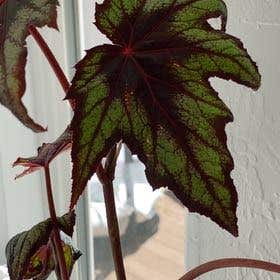 Photo of the plant species Begonia Little Brother Montgomery by @erinly named Dido on Greg, the plant care app