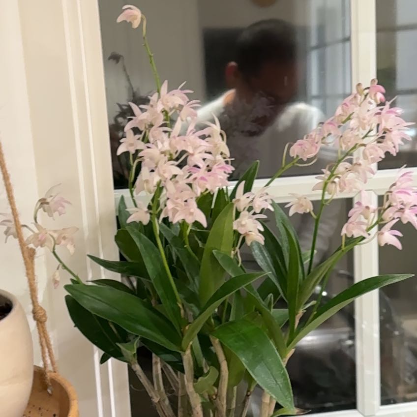 Photo of the plant species Pink Rock Orchid by @erinly named Bette on Greg, the plant care app