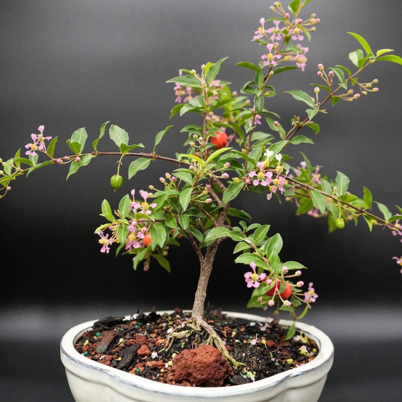 Barbados Cherry plant in a pot with green leaves, pink flowers, and visible fruits.