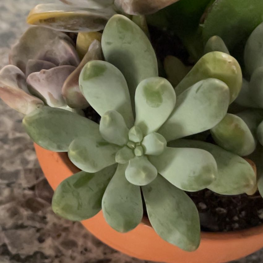 Graptosedum 'Darley Sunshine' succulent in a small pot with thick, fleshy leaves.