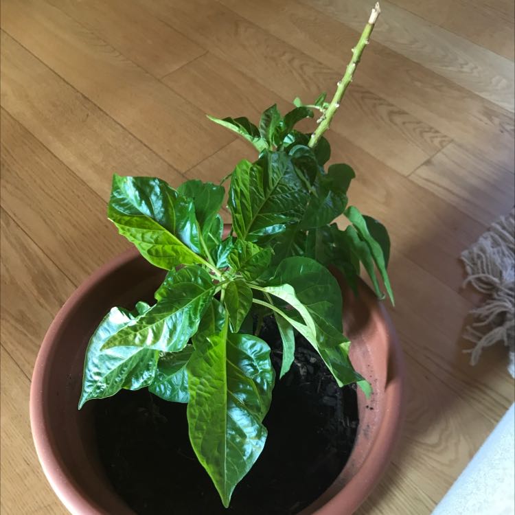 Photo of the plant species allspice by @ThrivingCowpea named Maurice on Greg, the plant care app