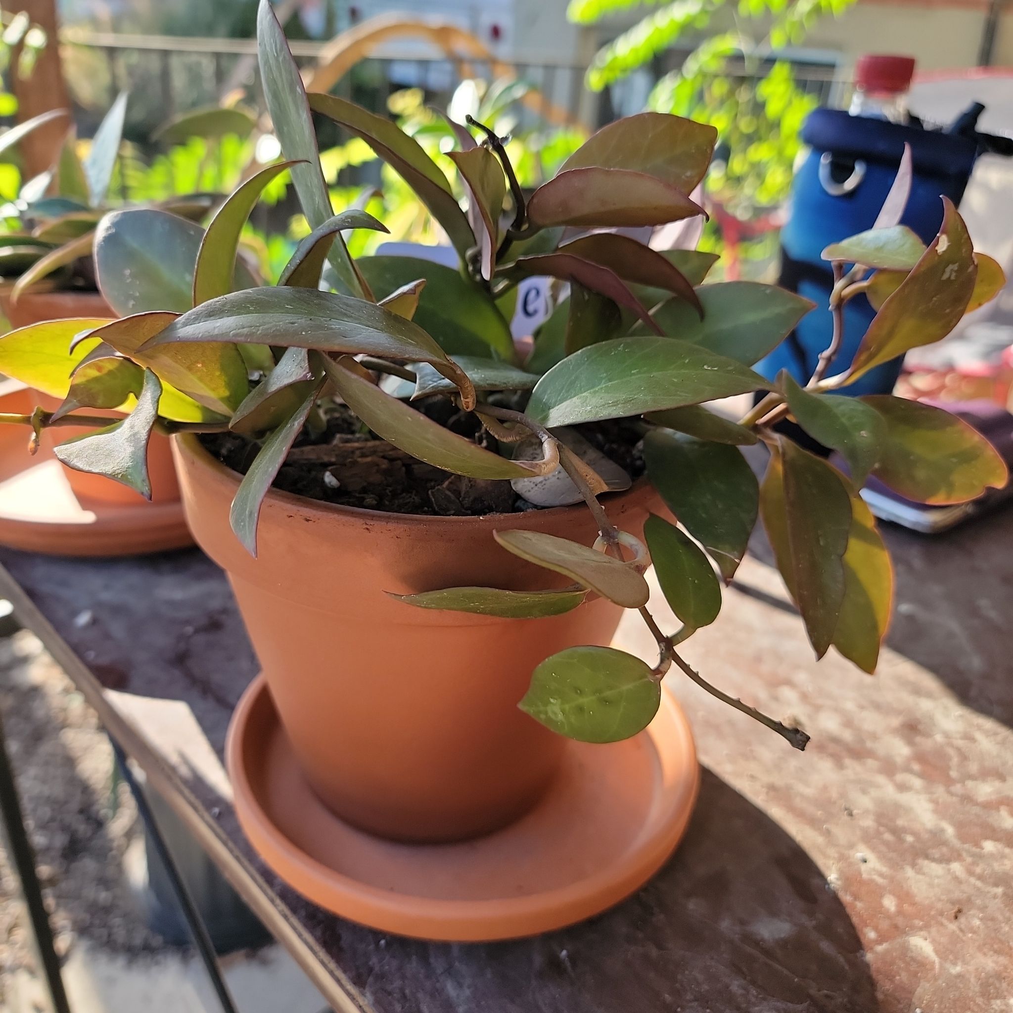 Hoya 'Sunrise' plant in a terracotta pot with healthy green leaves.