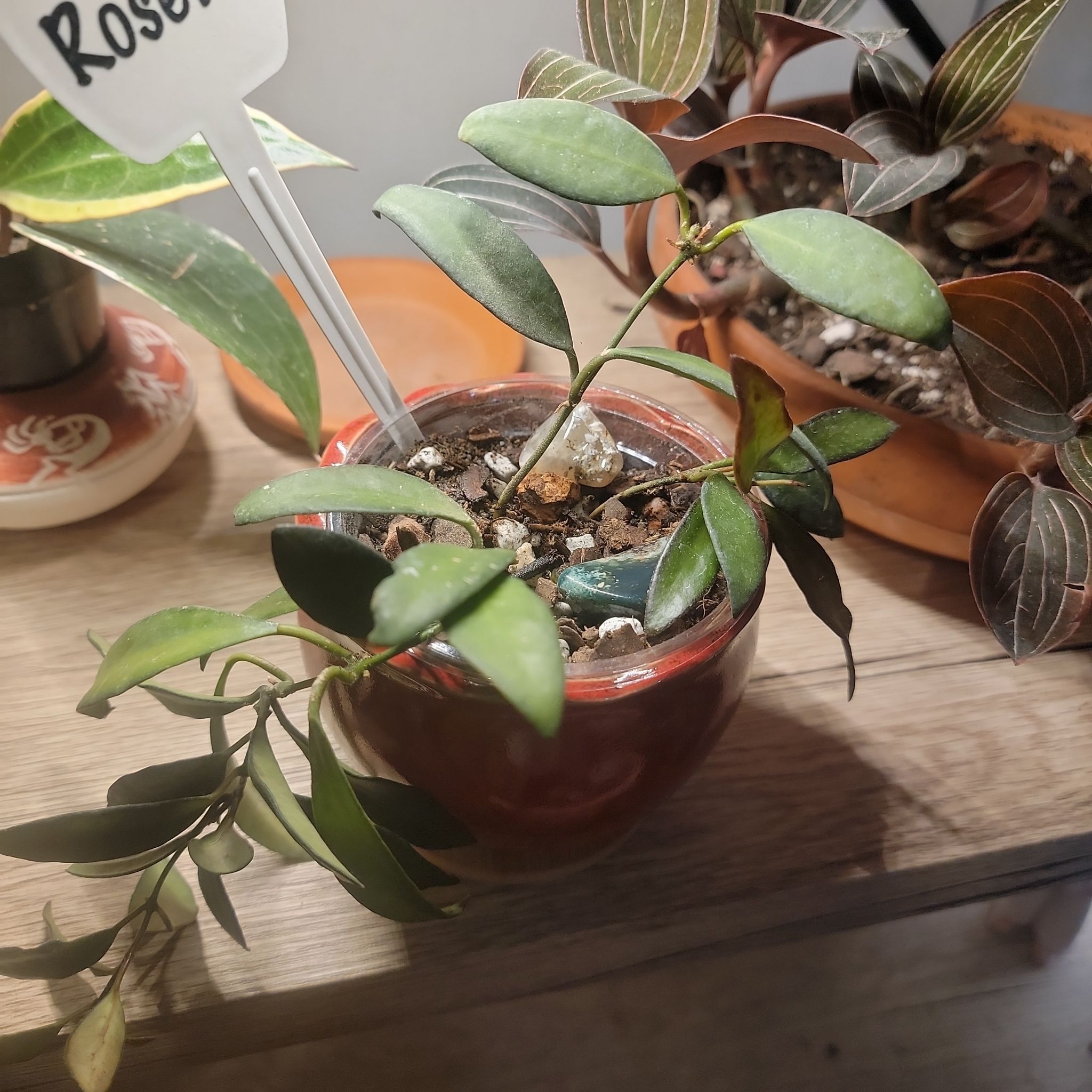Hoya pubicalyx 'Splash' plant in a small pot with visible soil, well-framed and healthy.