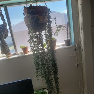 String of Hearts plant in West Valley City, Utah