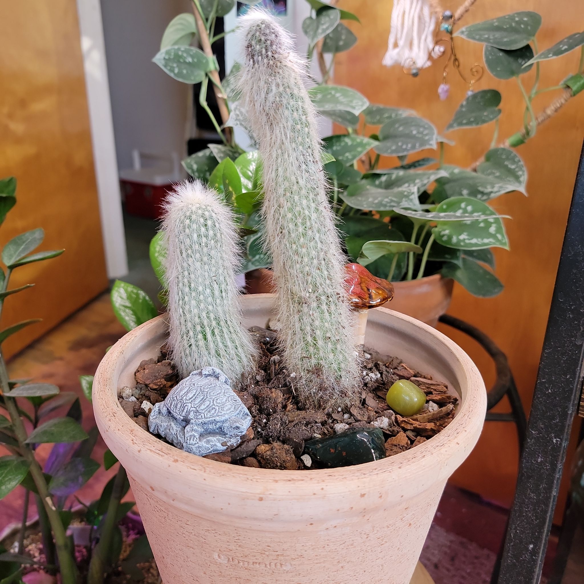 Photo of the plant species Silver Torch Cactus by @SilkyDuranta named Juan Pablo& Rodrigo on Greg, the plant care app