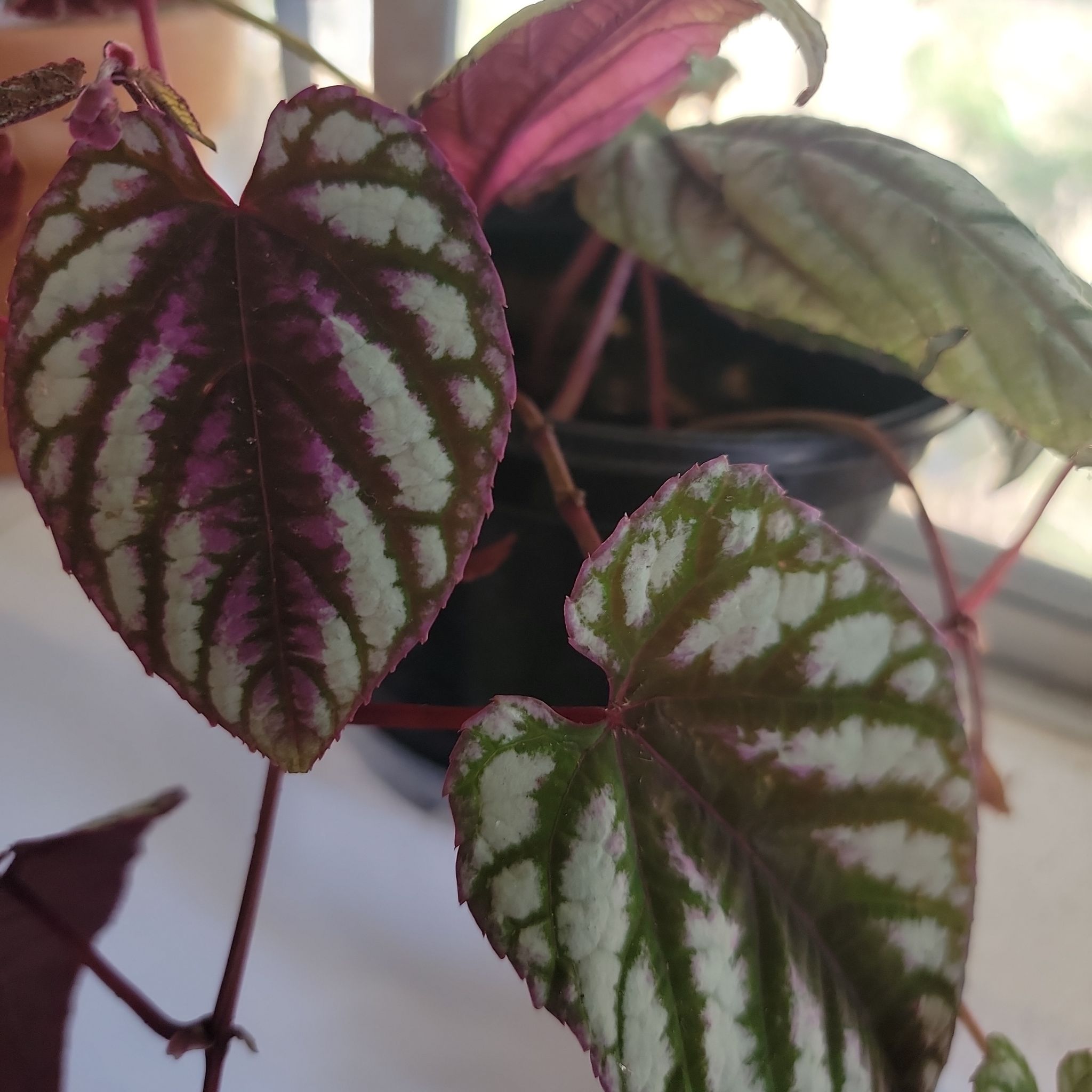 Rex Begonia Vine with patterned leaves in a pot.