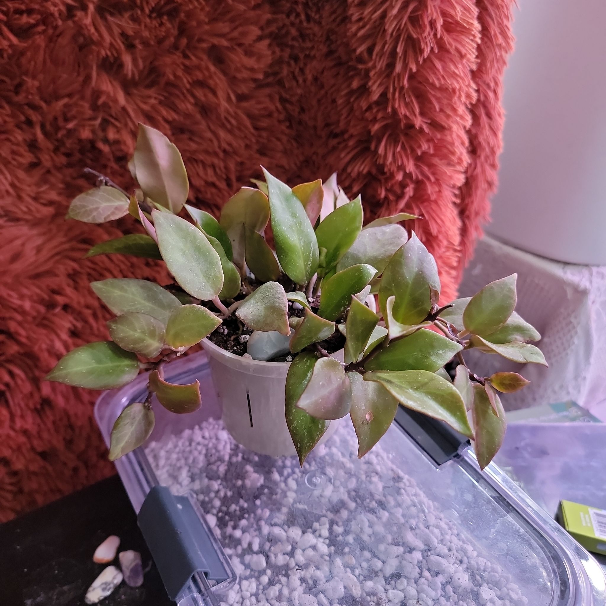 Hoya 'Sunrise' plant with some yellowing and browning leaves in a small pot.