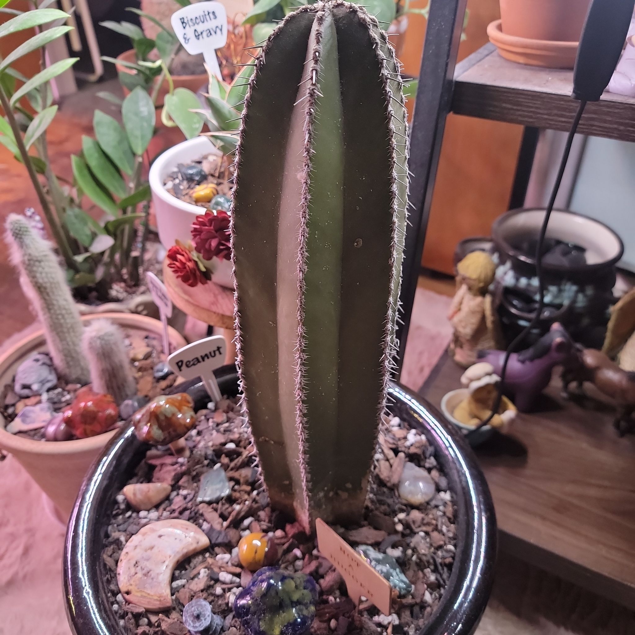 Mexican Fence Post Cactus in a pot with decorative stones, surrounded by other plants.