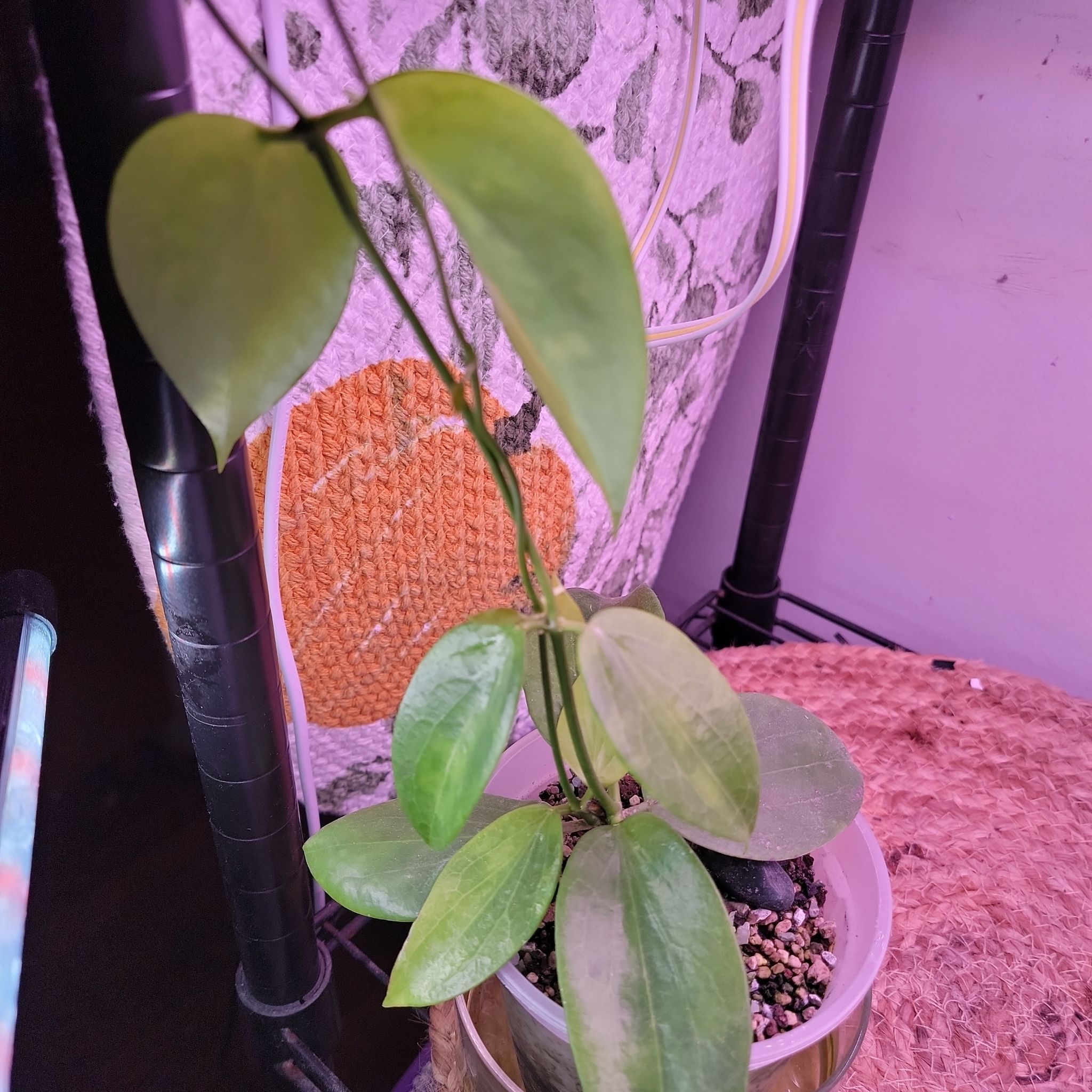 Hoya macrophylla plant in a pot with slight yellowing on some leaves.
