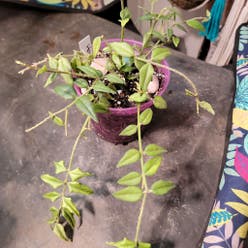 Hoya Bella plant