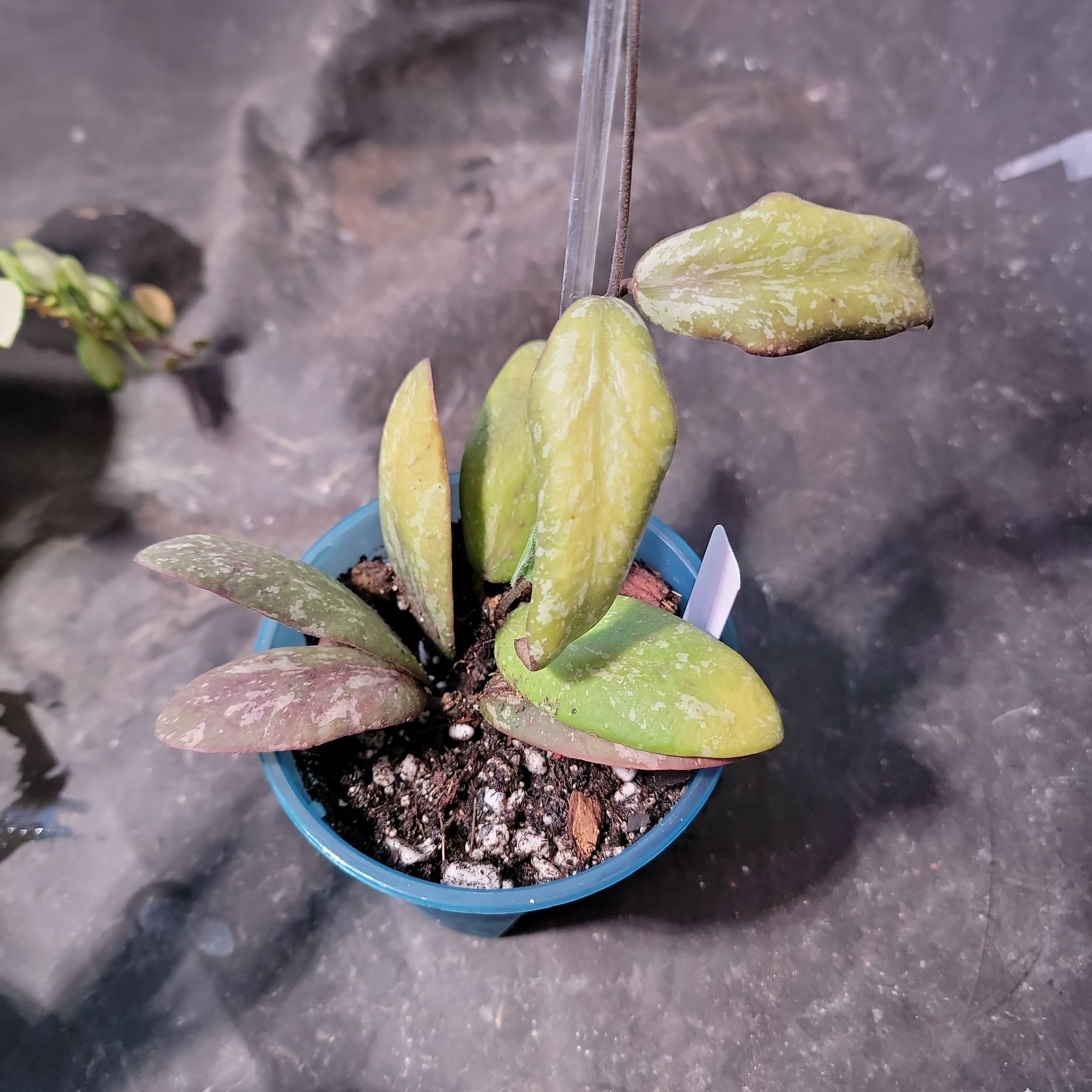 Potted Hoya sigillatis plant with yellowing and browning leaves in a blue pot.