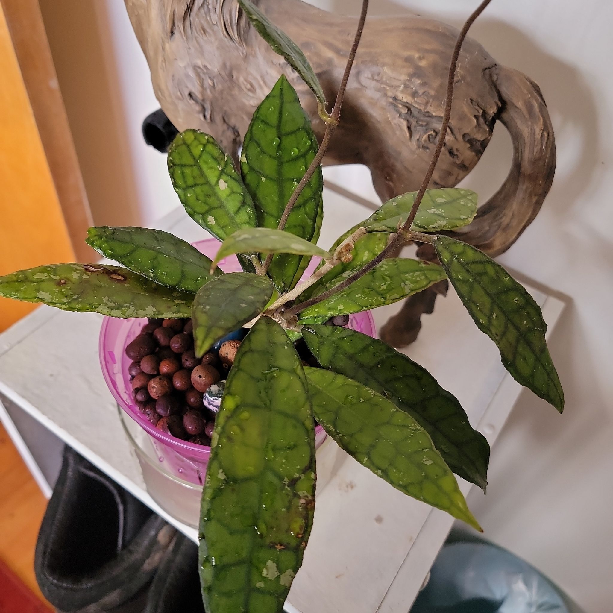 Hoya finlaysonii plant in a pot with healthy green leaves and visible soil.