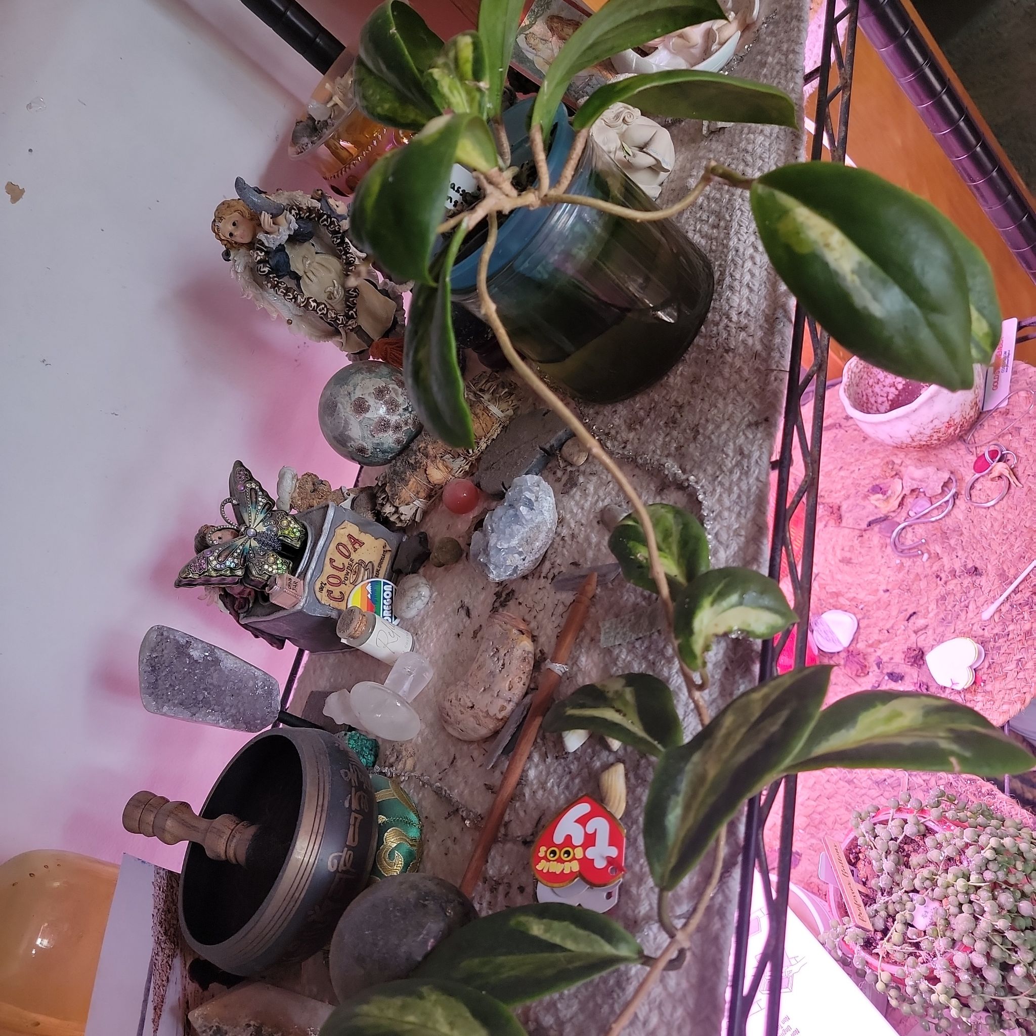 Photo of the plant species Hoya Moonshadow by @SilkyDuranta named Moonie on Greg, the plant care app