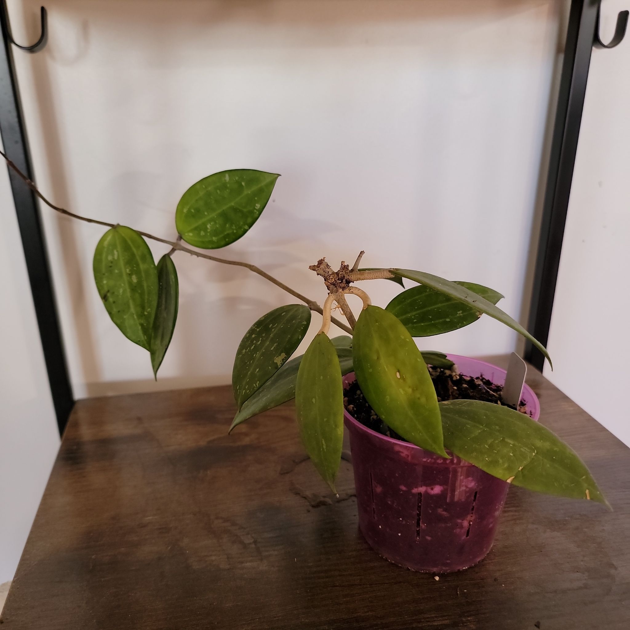 Photo of the plant species Pink Hoya Hanhiae by @SilkyDuranta named Sophia on Greg, the plant care app