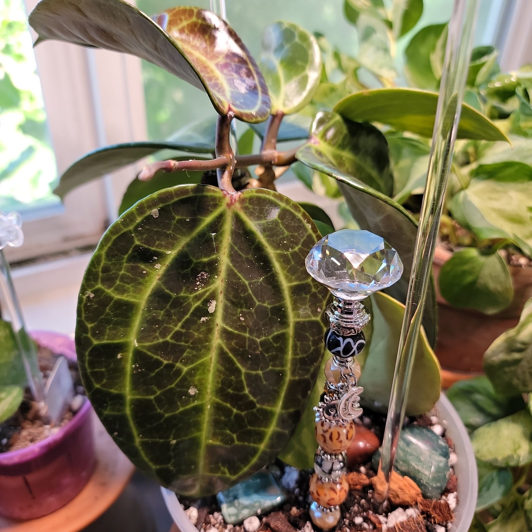 Photo of the plant species Hoya Sulawesi by @SilkyDuranta named Chrystal Sea on Greg, the plant care app
