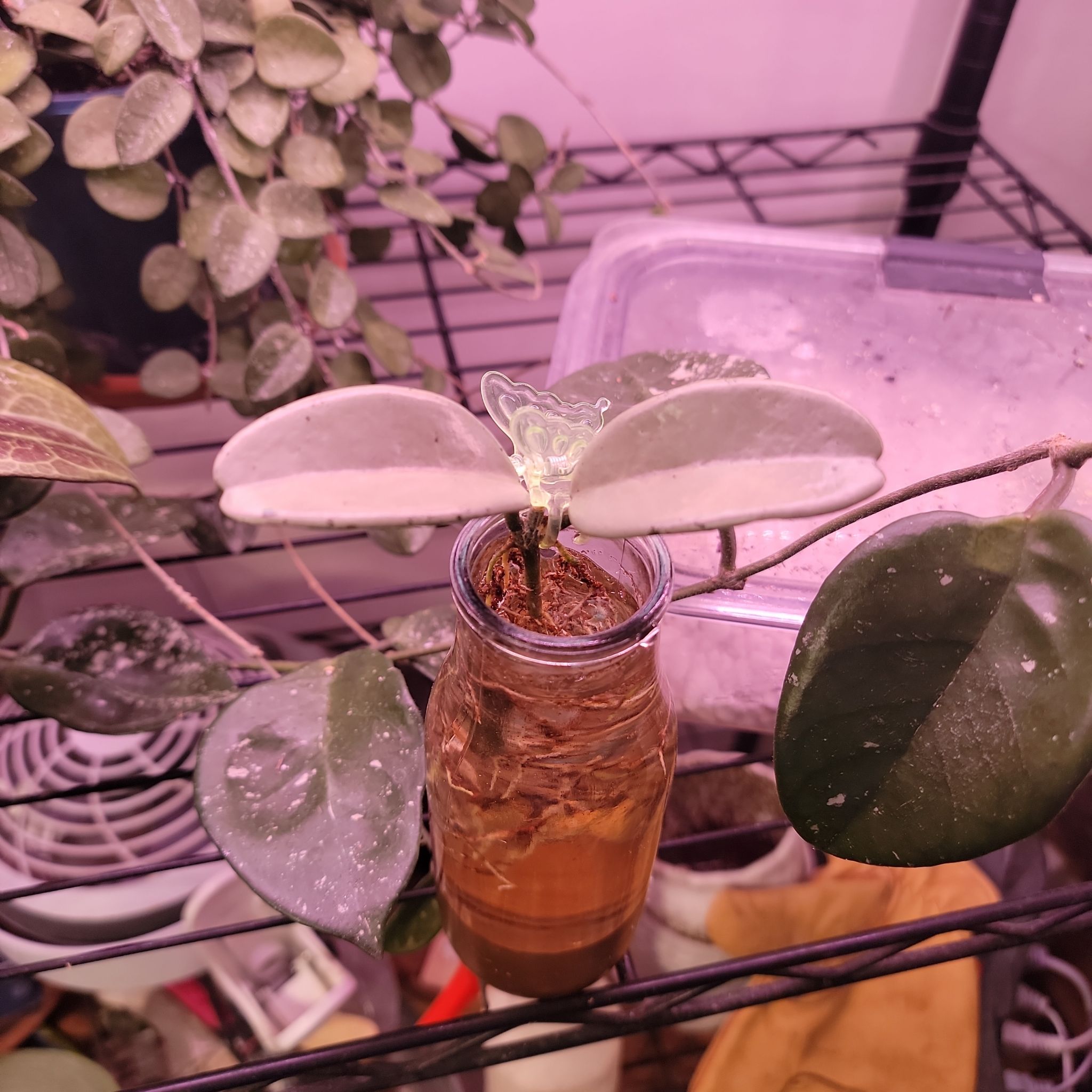 Variegated Hoya wayetii plant in a small container with visible soil, under grow lights.