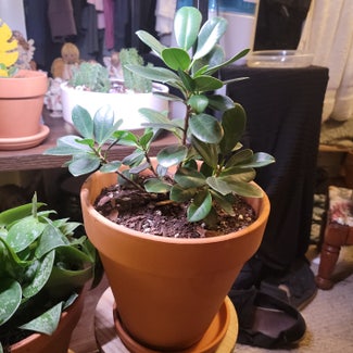 Ficus Bonsai plant in Salt Lake City, Utah