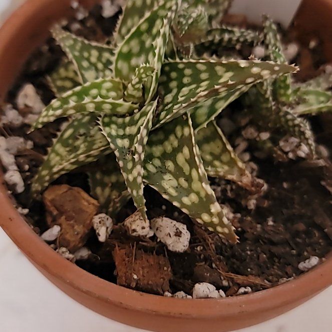 Photo of the plant species Aloe Snowstorm by @SilkyDuranta named Spike on Greg, the plant care app