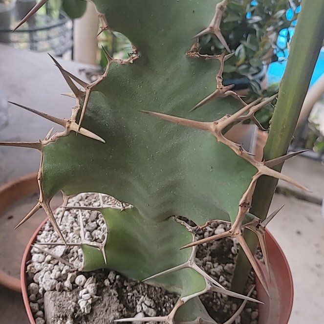 Photo of the plant species Cow's Horn Plant by @SilkyDuranta named Racket on Greg, the plant care app