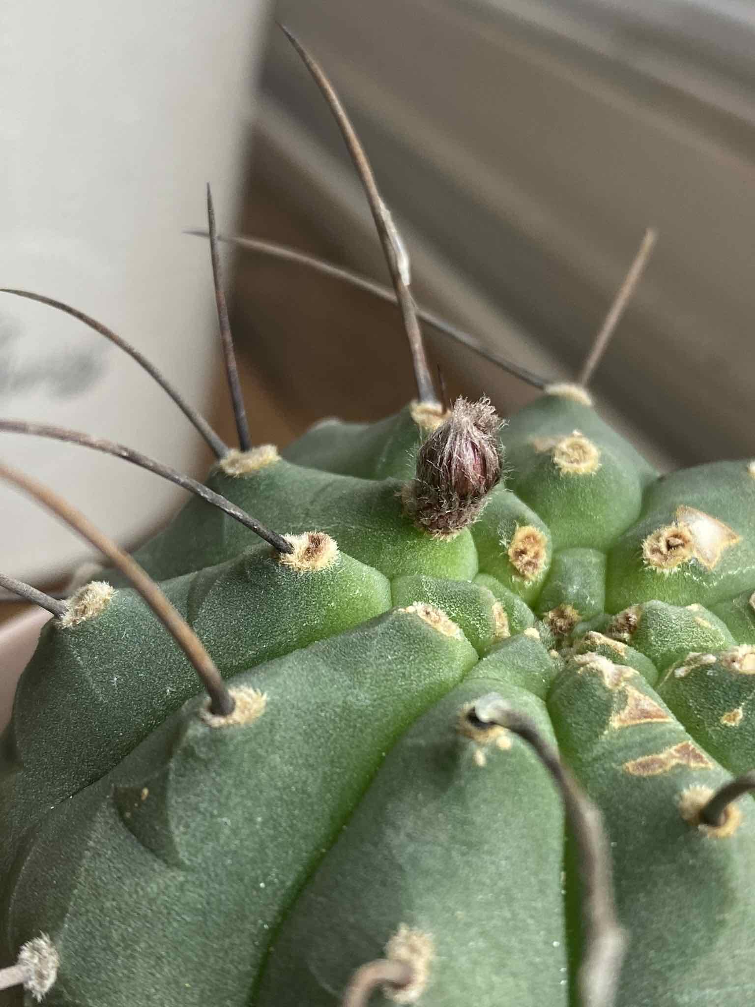 Close-up of a Peyote cactus with a small bud forming at the top.