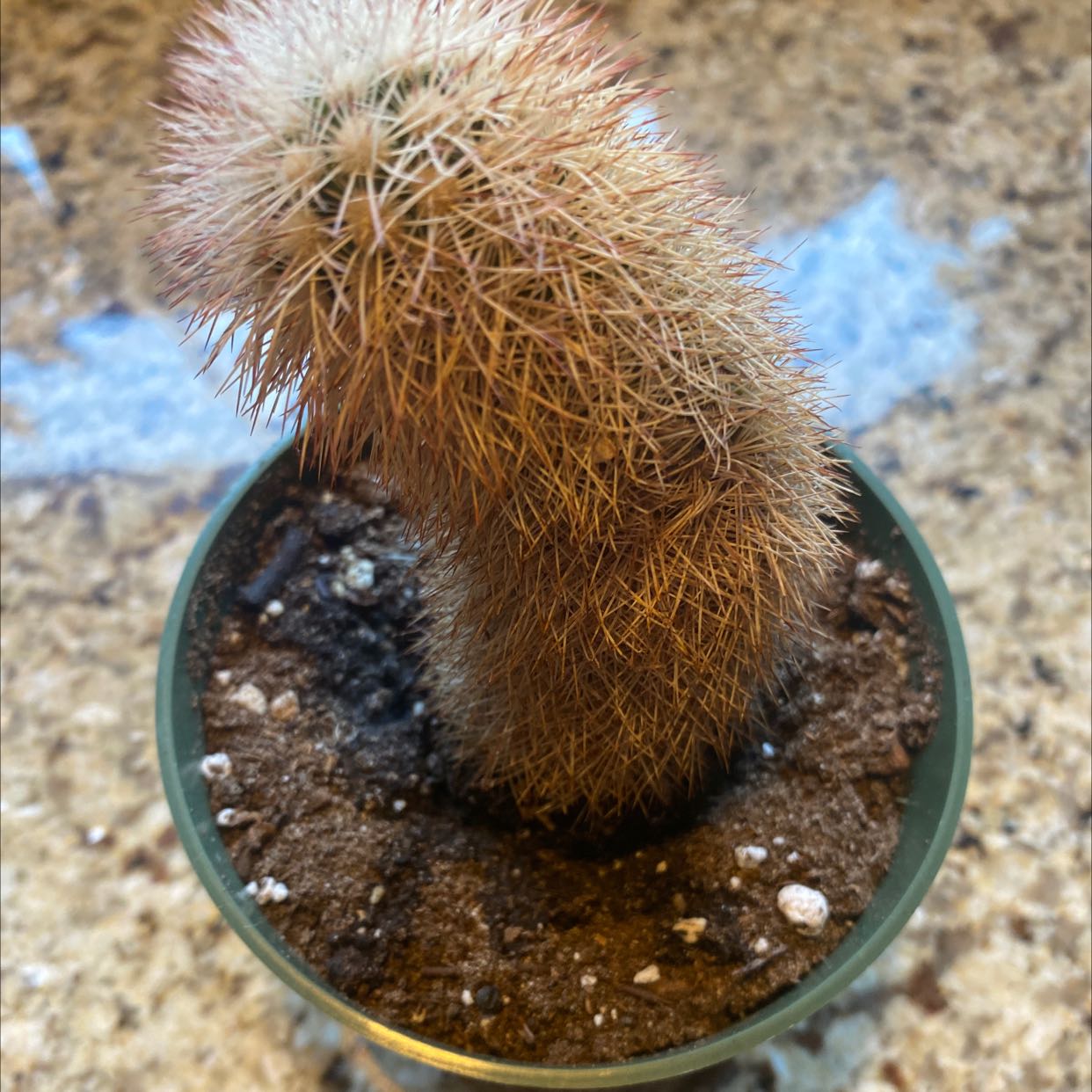 Texas Rainbow Cactus in a small pot with visible soil, showing a healthy, curved, cylindrical shape.