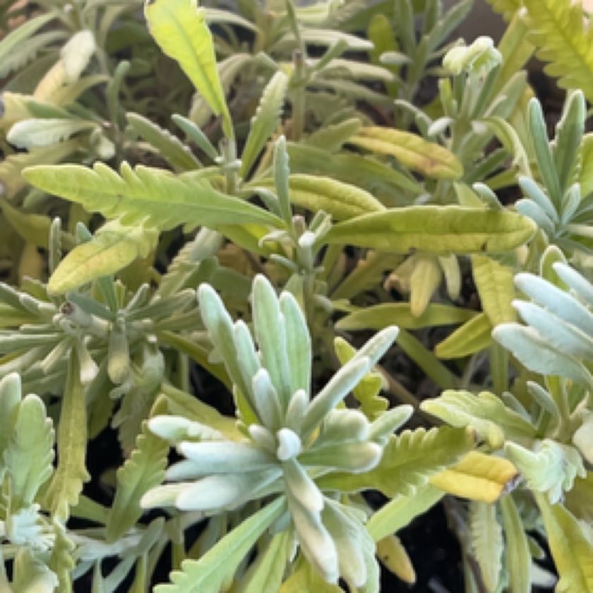 Photo of the plant species English Lavender by @JollyAposeris named Harper on Greg, the plant care app