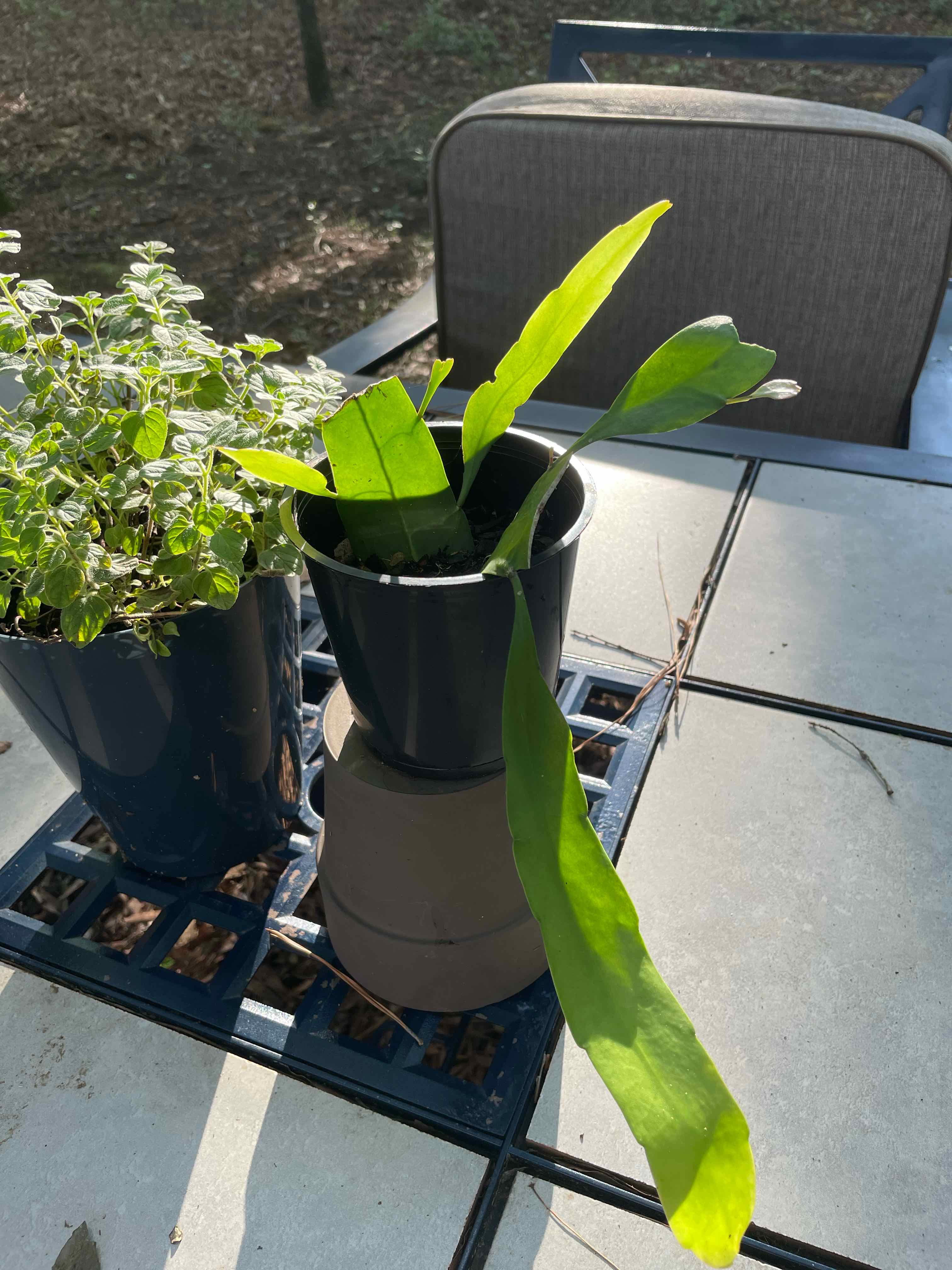 Plant care for Ginkgo 'Jade Butterflies' on Greg, the plant care app