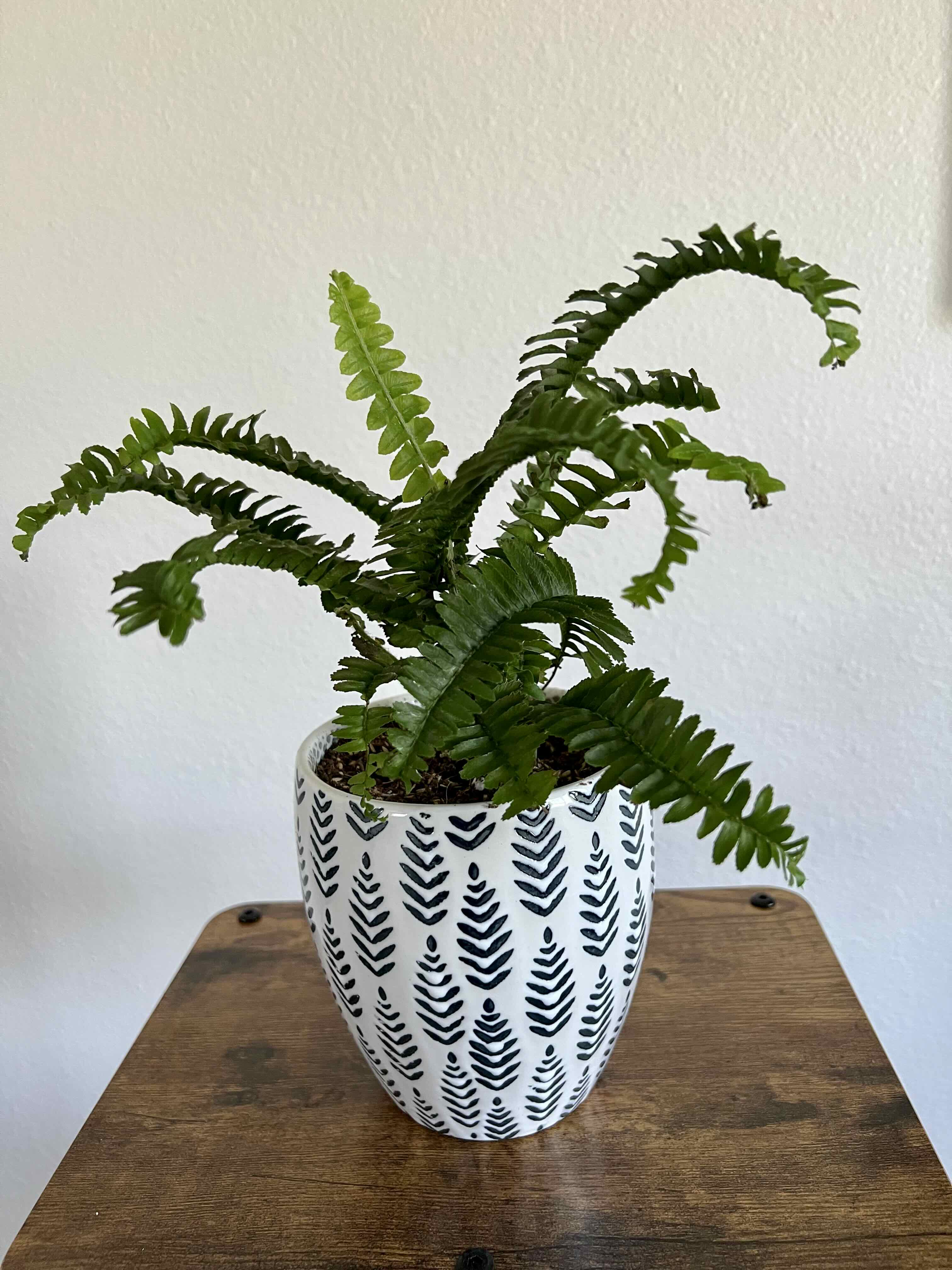 Jesters Crown Fern uploaded to the Greg plant app by @RedDragonZ34