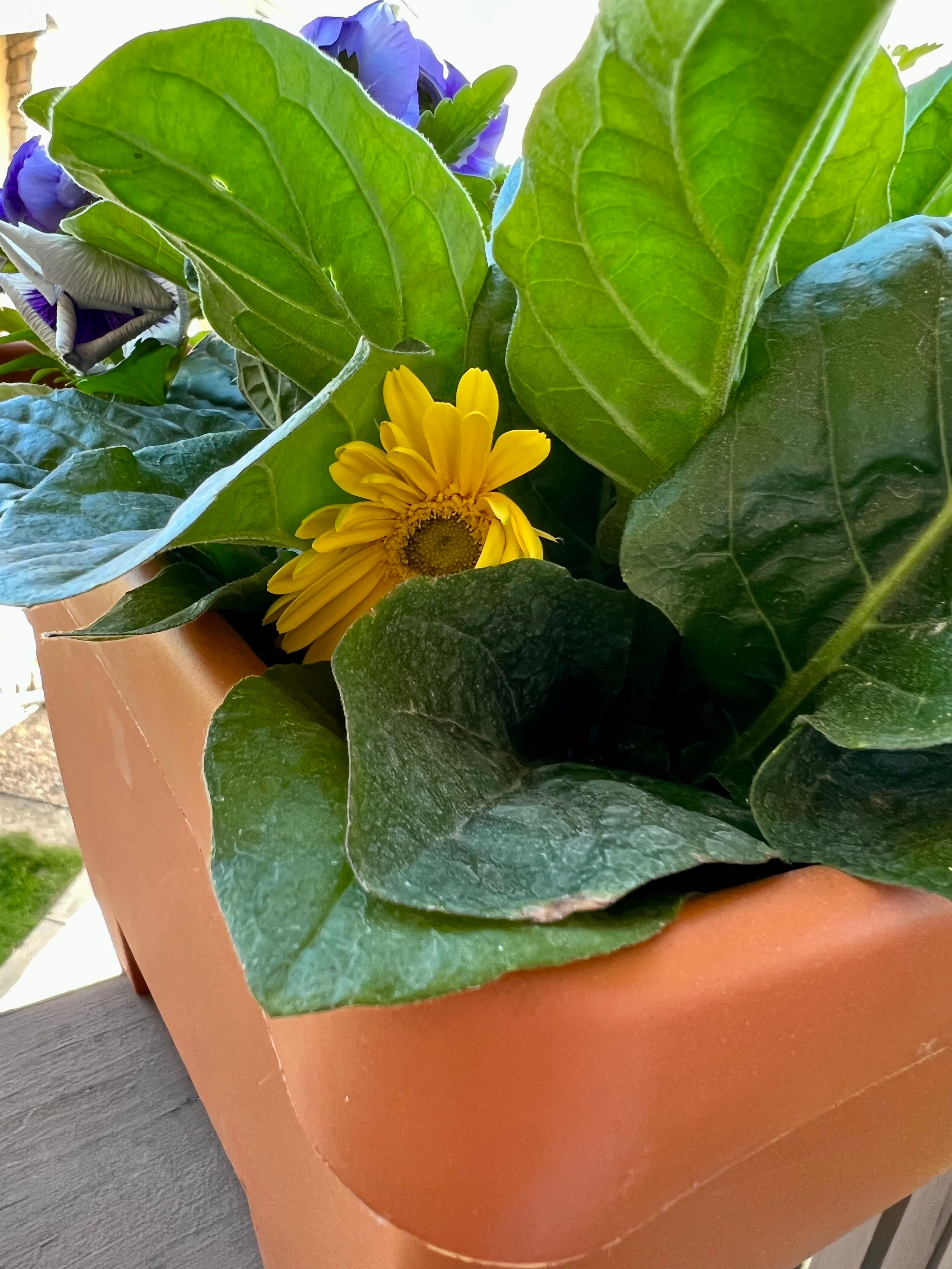 🌼 9 Tips for Selecting the Best Pot for Common Daisy