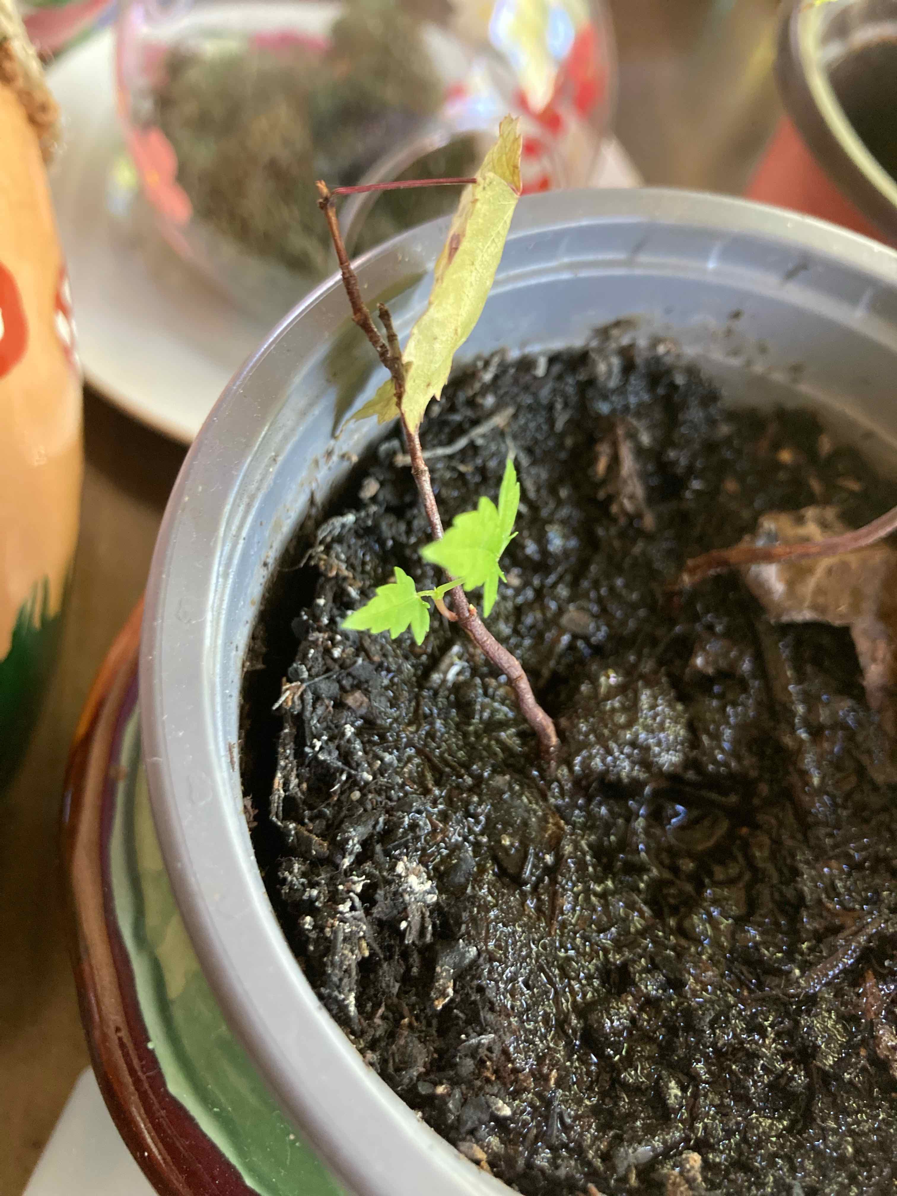 Young Drummond's Maple plant in a pot with visible soil and a few small green leaves.