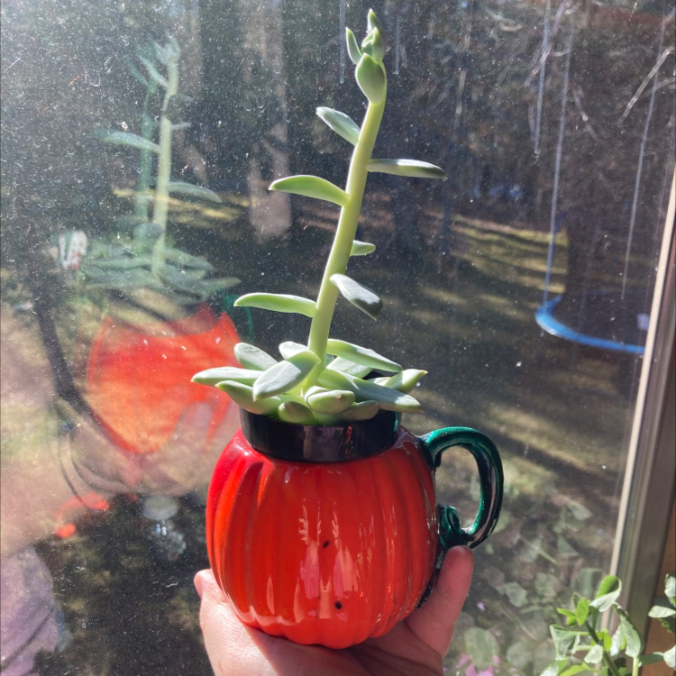 Succulent plant in a pumpkin-shaped pot held by a hand, with a window reflection in the background.