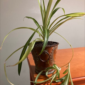 Spider Plant plant in Somewhere on Earth