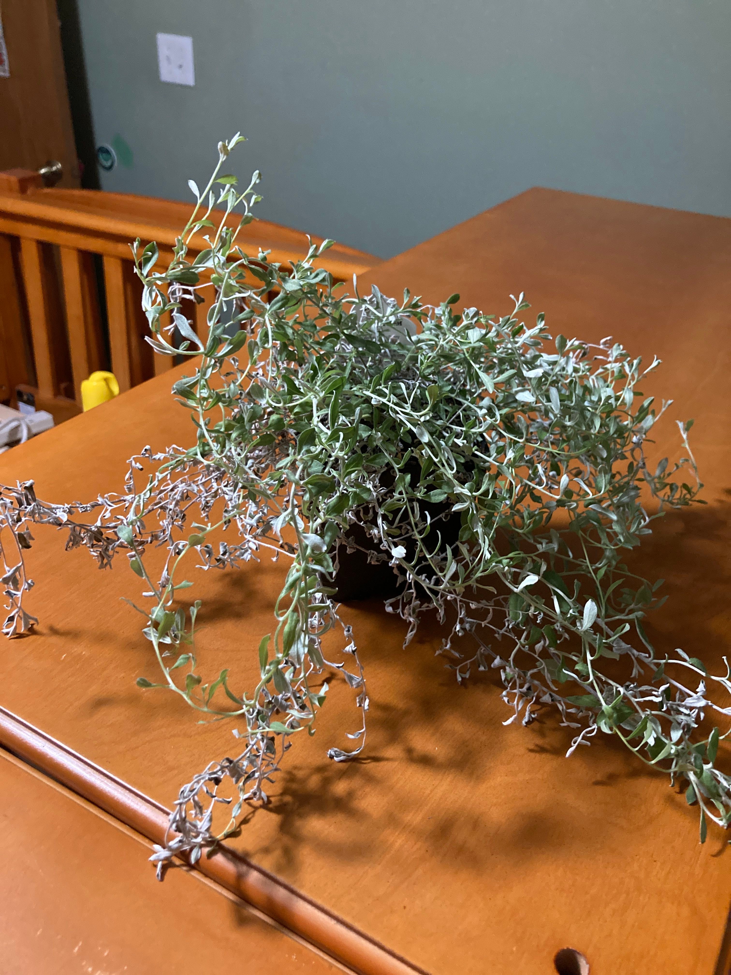 Licorice Plant Hardiness Zones Ultimate Guide 9a11b