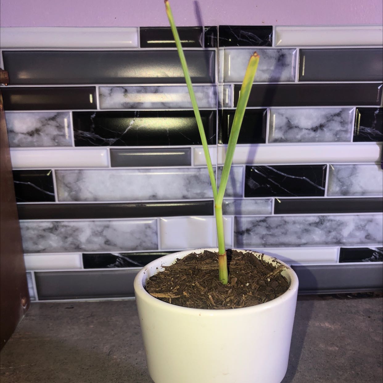 Potted Lemon Grass plant with two green stalks against a tiled background.