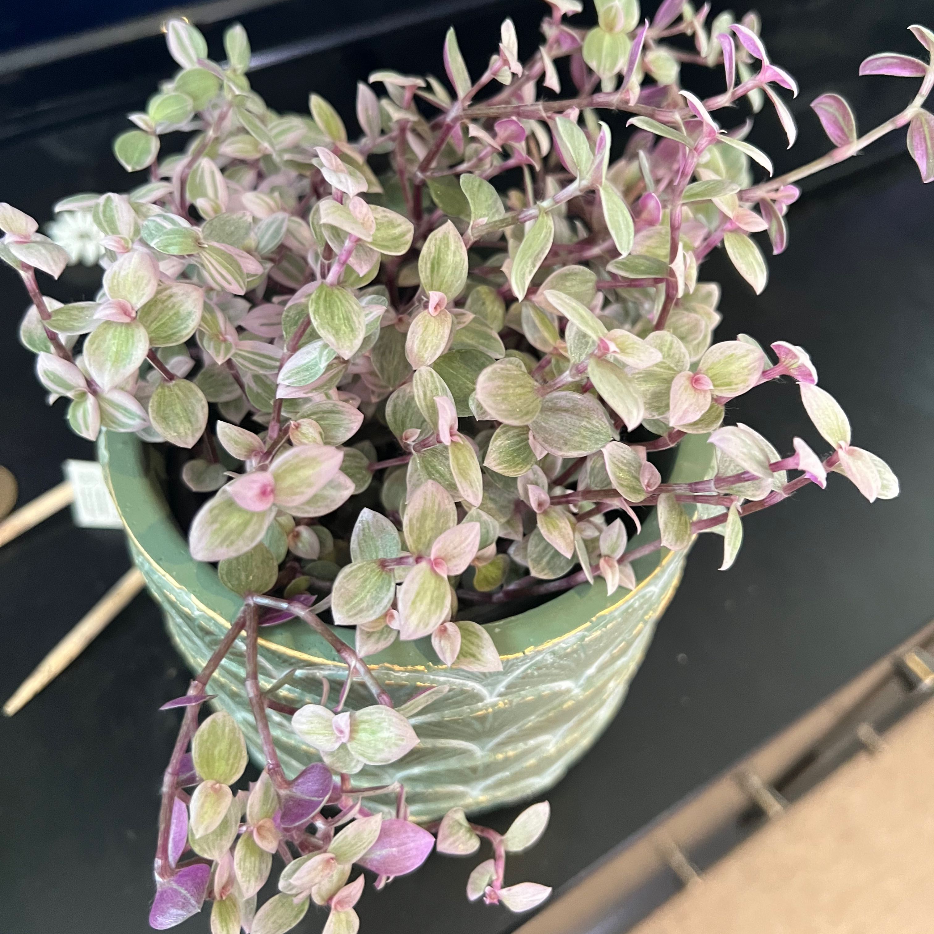 Photo of the plant species Creeping Inch Plant by @Jessicabenning named Pink Panther on Greg, the plant care app