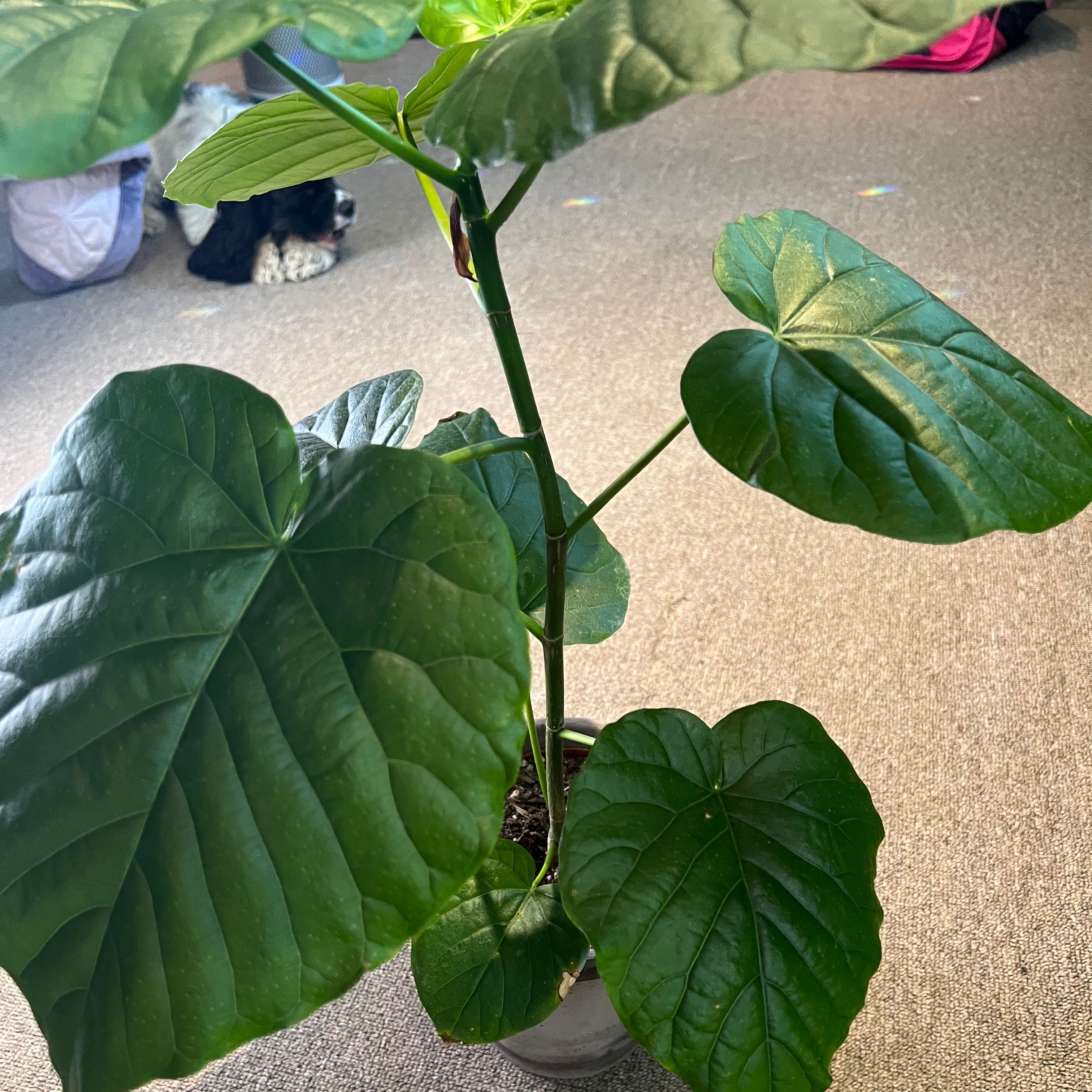 Ficus umbellata plant with large green leaves in a pot.