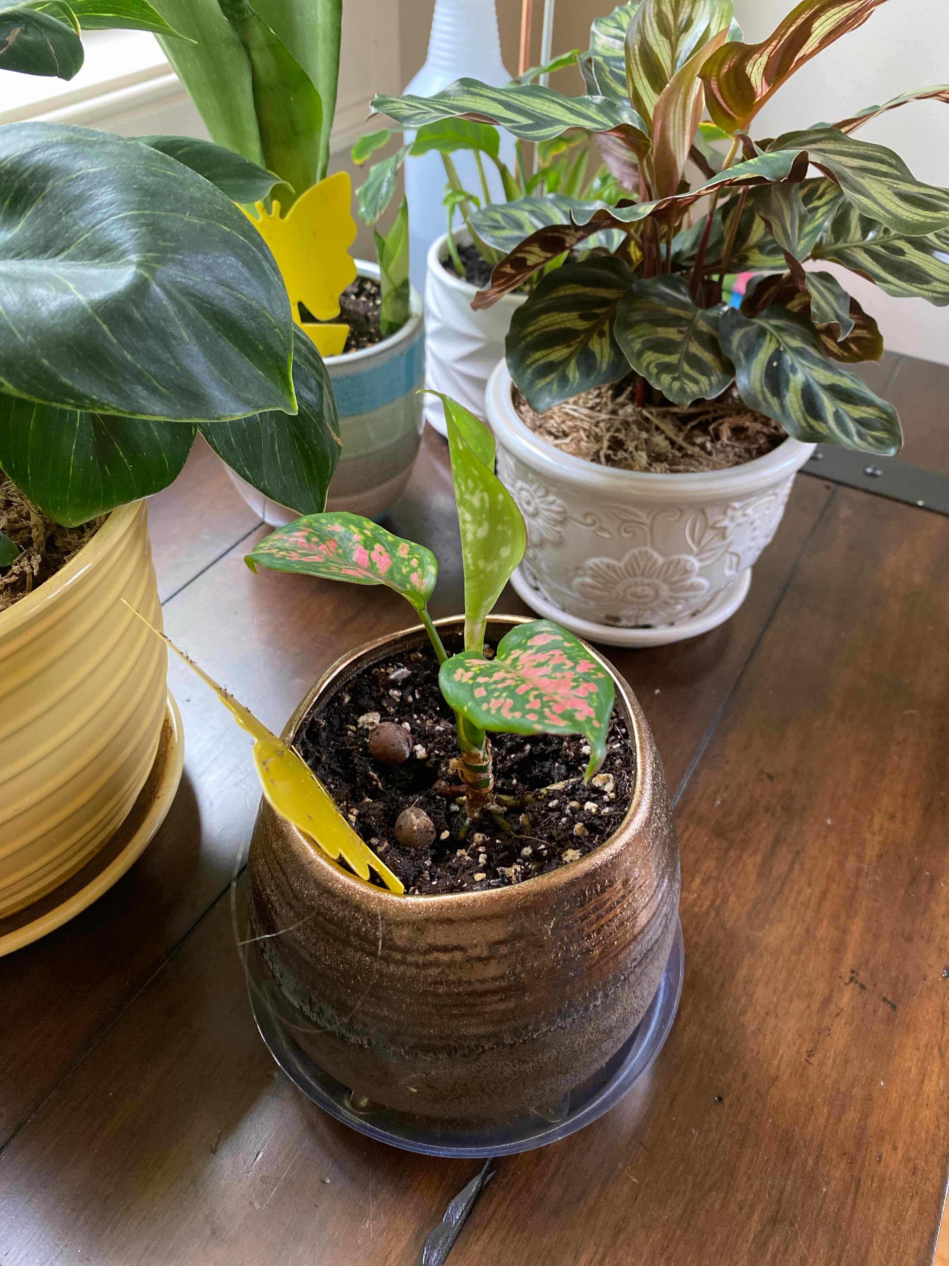 Aglaonema 'Favonian' plant in a pot with pink variegated leaves, soil visible.